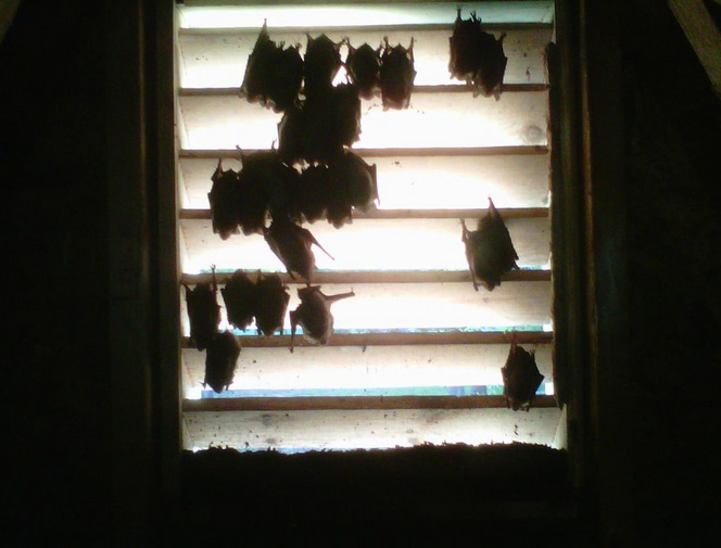 Bats in Gable Vent