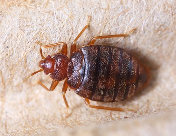 Woodford Bed Bug Removal