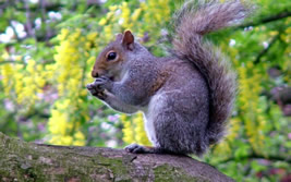 Gray Squirrel Removal, Dublin OH