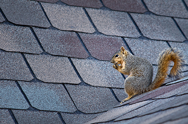 squirrel on roof King George County