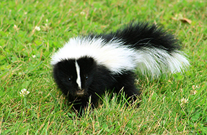 Skunk Trappping in Dunkirk Ohio