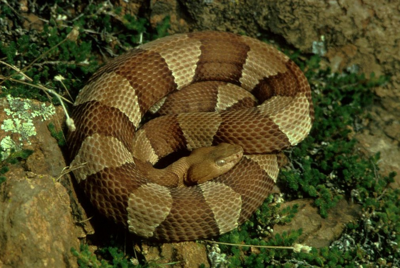 copperhead snake in Tucker, GA