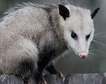 Dunkirk Opossum Trapping