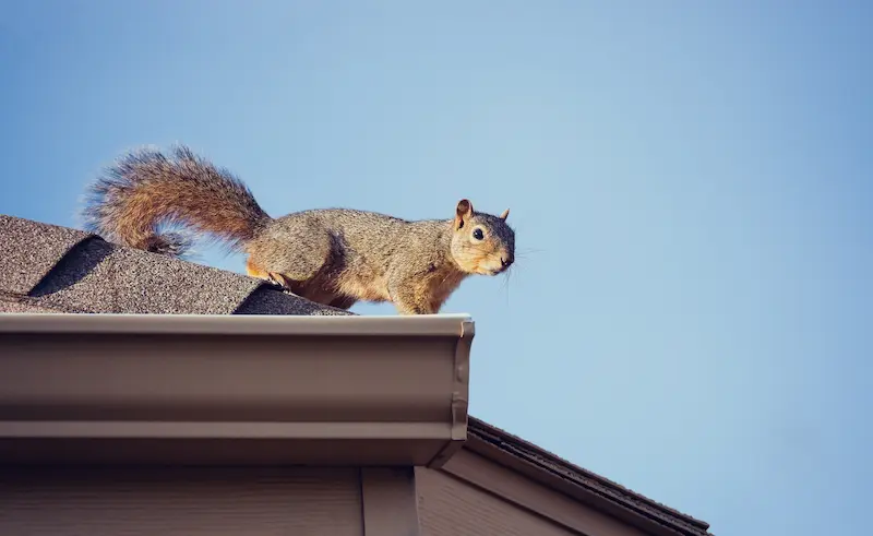 Why Squirrels Enter Homes in your area