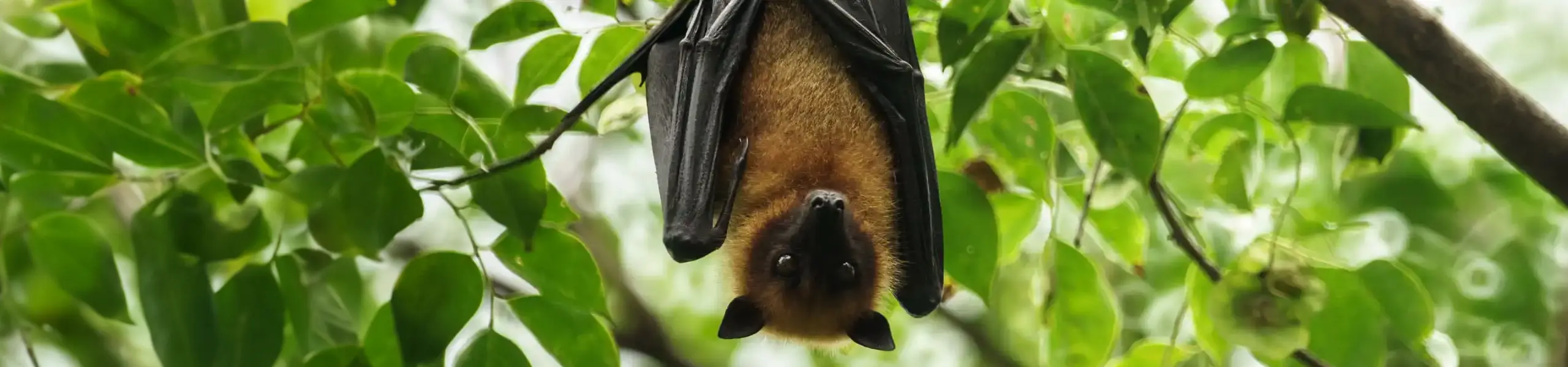 Bat hanging from a tree branch 