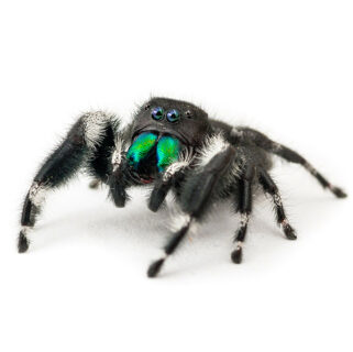 Bold Jumping Spider | Xceptional Wildlife Removal in Virginia