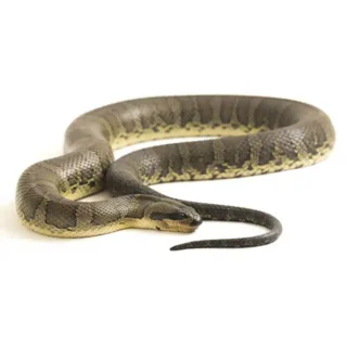 Common water snake on a white background - Keep snakes away from your home with Xceptional Wildlife Removal in Virginia