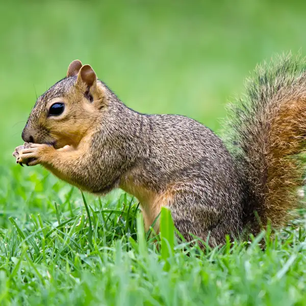 Squirrel Identification in your area