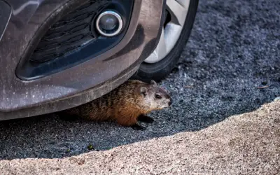 How to Prevent Rodent Damage in Your Car in your area