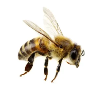 Honey bee against a white background - Keep honey bees away from your home with Xceptional Wildlife Removal in Virginia