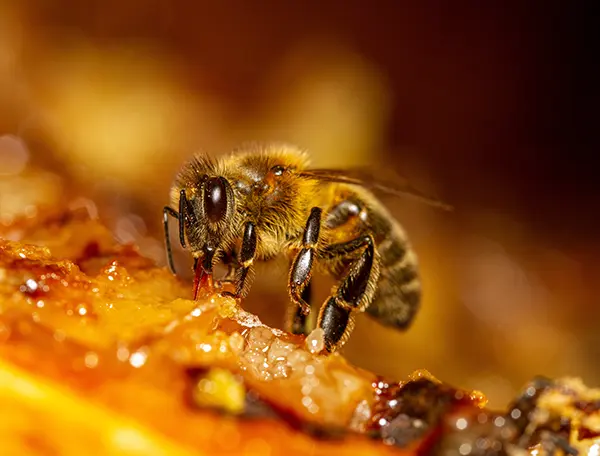 Honey Bee Removal in your area