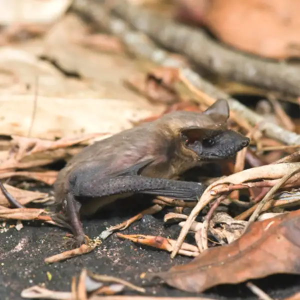 Mexican Free-Tailed Bat