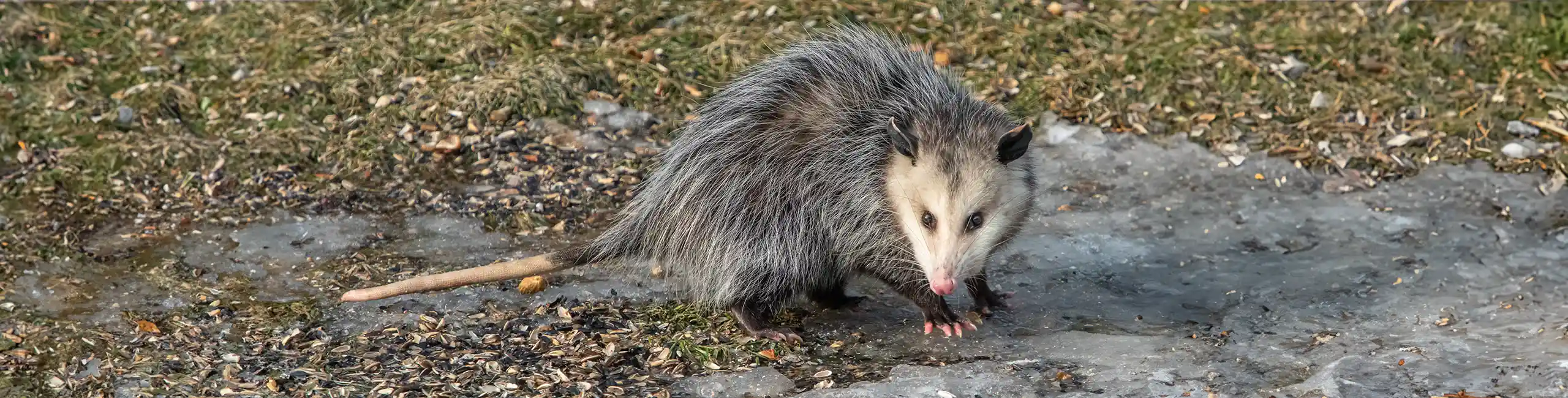 Opossum walking in a backyard