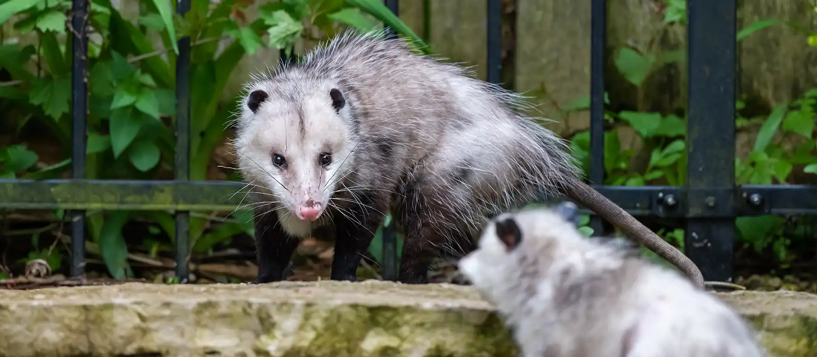 Opossums in the backyard of a home