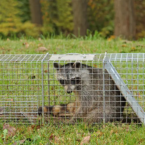 Raccoon trapped in a cage