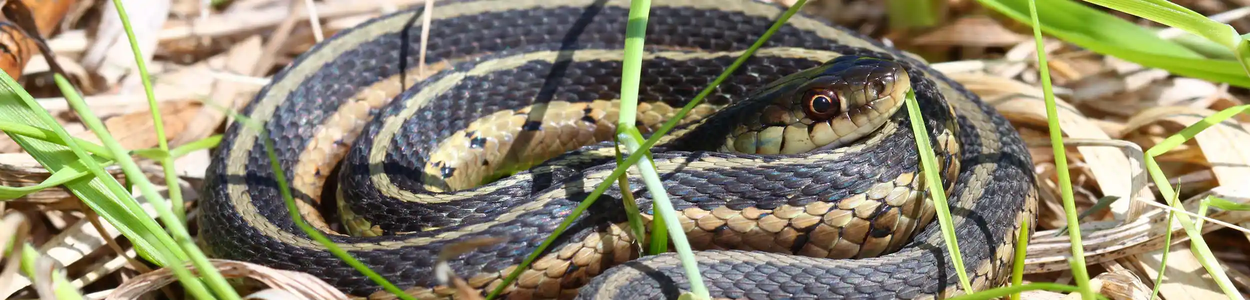 Snake coiled up in tall grass and foliage