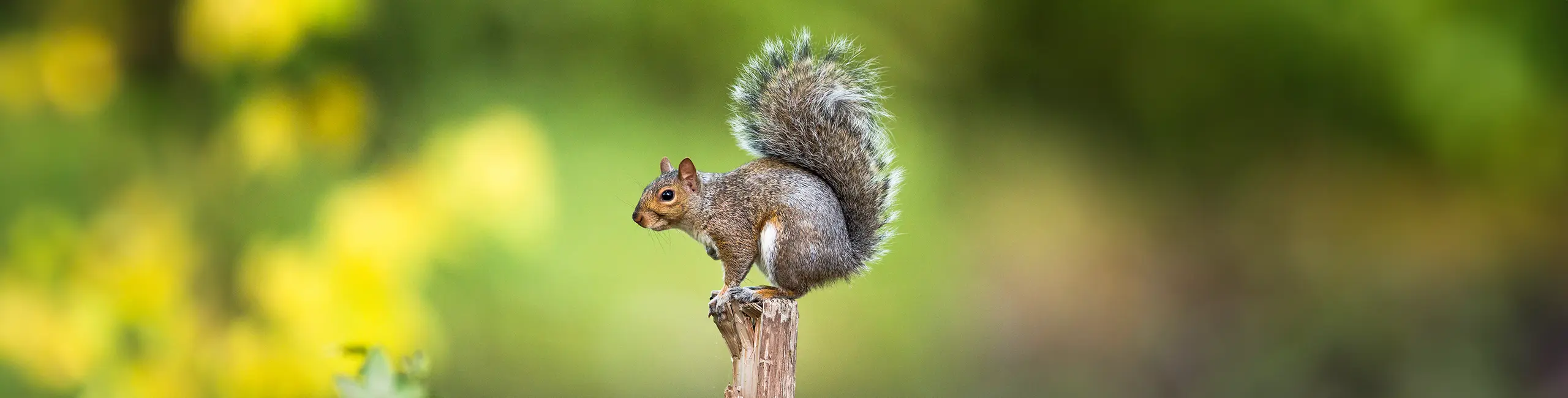 Squirrel standing on top of a post