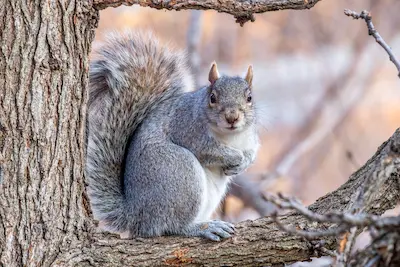 Dangers of Feeding Squirrels in your area