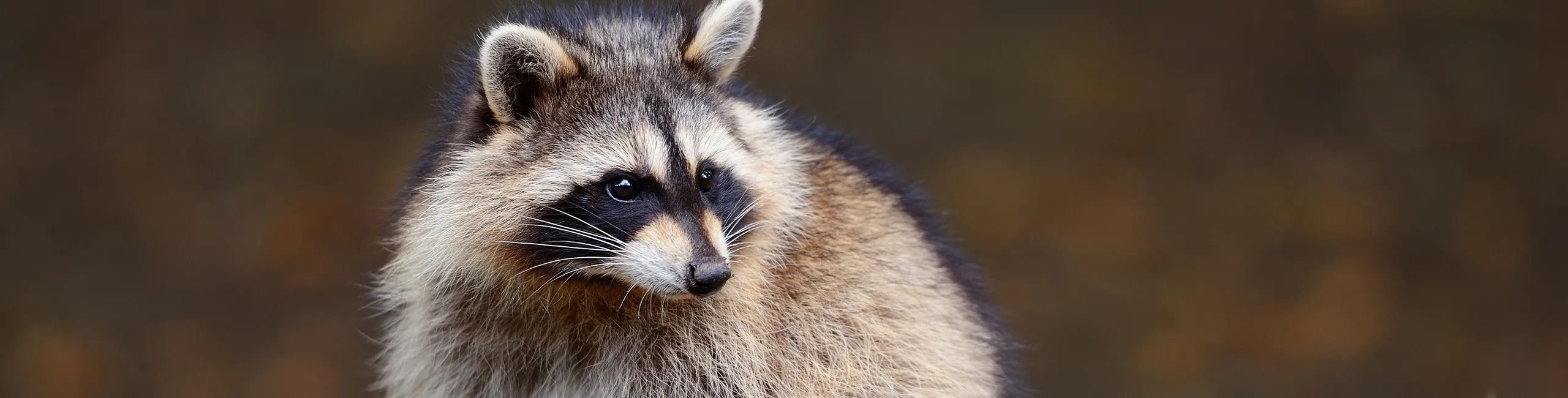 A raccoon sits on green grass, looking to the side